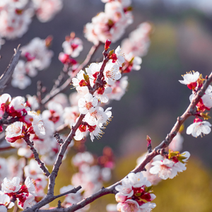 Abricotier Précoce de Saumur en fleur au printemps