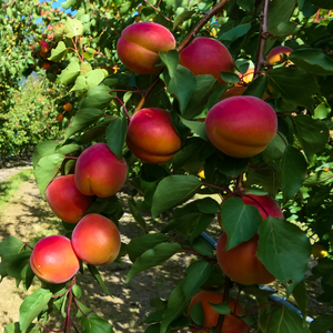 Abricots Rouge du Roussillon mûrs sur un arbre dans un verger