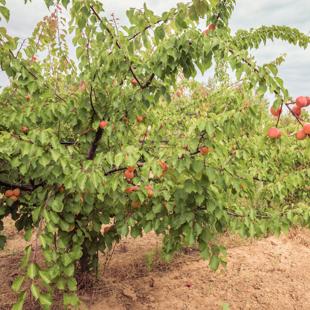 Abricotier Rouge du Roussillon en plein verger ensoleillé