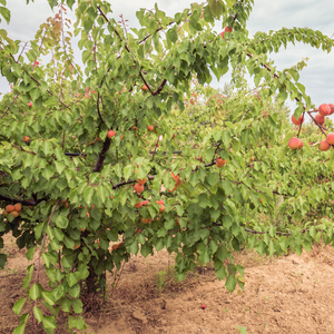 Abricotier Rouge du Roussillon en plein verger ensoleillé