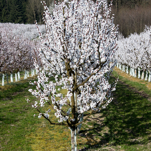 Abricotier Rouge du Roussillon en fleur au printemps