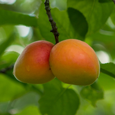 Abricots Royal mûrs sur un arbre dans un verger ensoleillé et fertile