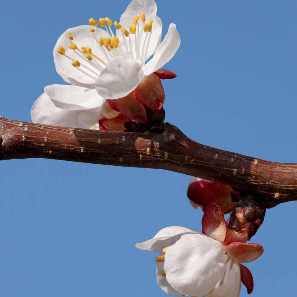 Abricotier Royal en pleine floraison au printemps