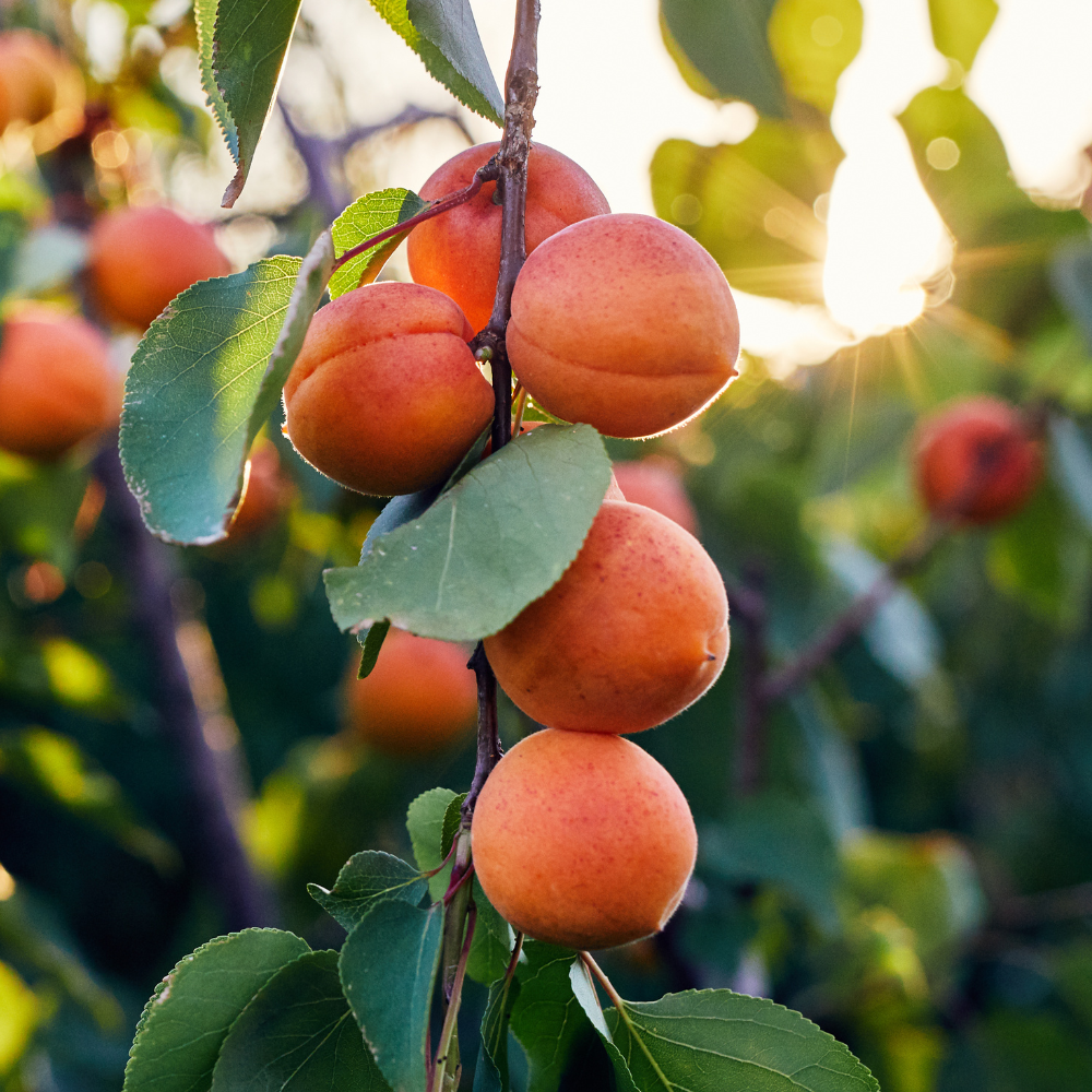 Abricots Tardif de Tain mûrs sur un arbre dans un verger ensoleillé