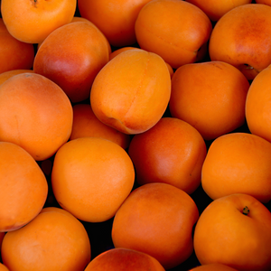 Récolte tardive et abondante d'abricots Tardif de Tain frais