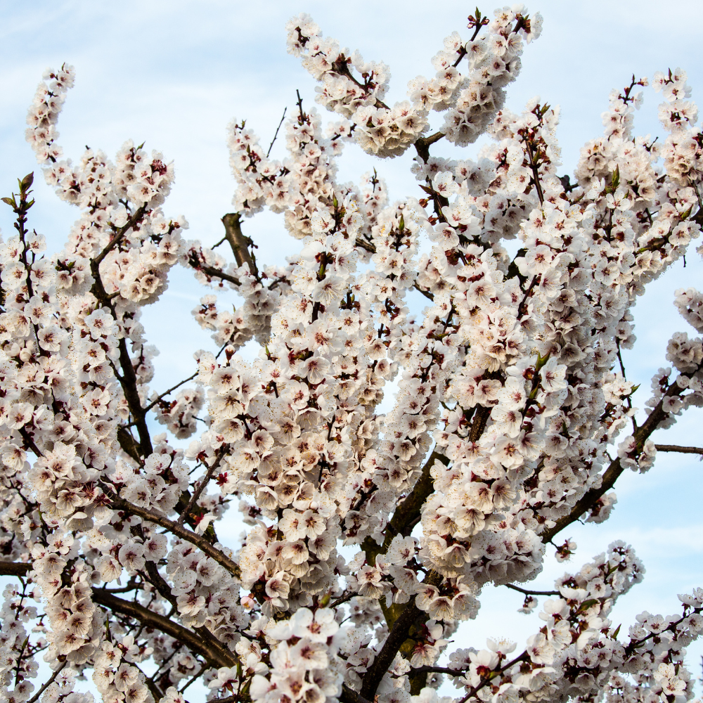 Abricotier Tardif de Tain en pleine floraison au printemps