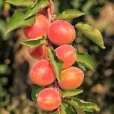 Abricots Tardif de Tain Rouge mûrs sur un arbre dans un verger ensoleillé