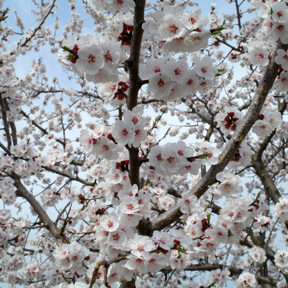 Abricotier Tardif de Tain Rouge en pleine floraison au printemps