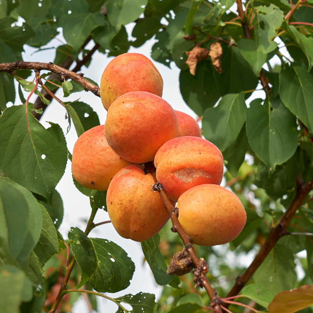 Abricots Bergeron mûrs sur un arbre dans un verger ensoleillé