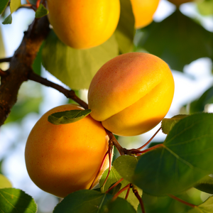 Abricots Hargrand mûrs sur un arbre dans un verger ensoleillé