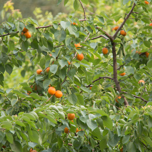 Grand abricotier Hargrand en plein verger