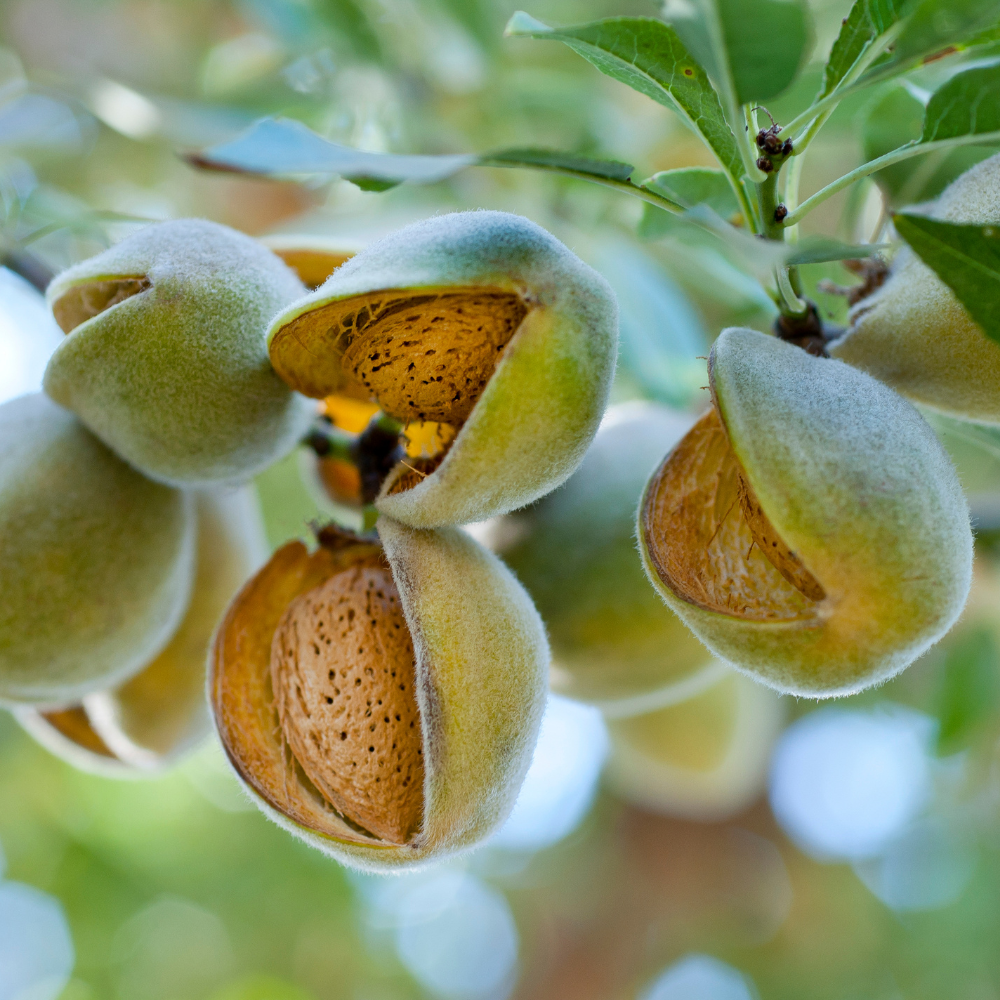 Amandes supernova mûres sur un amandier en pleine floraison dans un verger ensoleillé