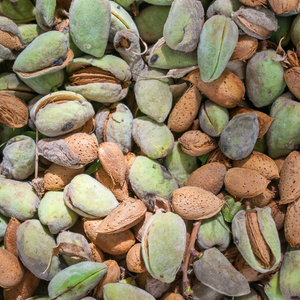 Récolte abondante de délicieuses amandes supernova fraîches