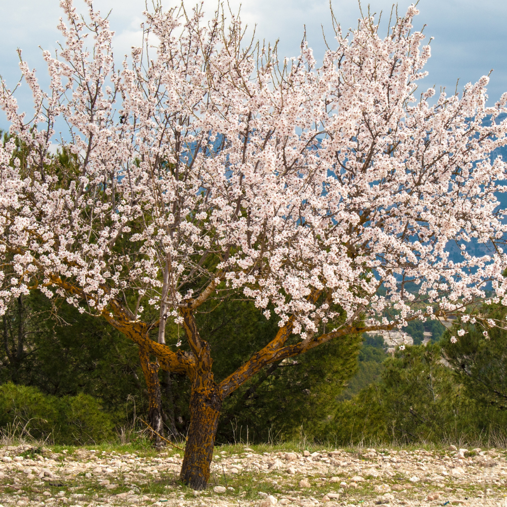 Amandier supernova en fleur au printemps dans un verger bien entretenu