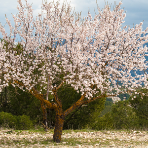 Amandier supernova en fleur au printemps dans un verger bien entretenu