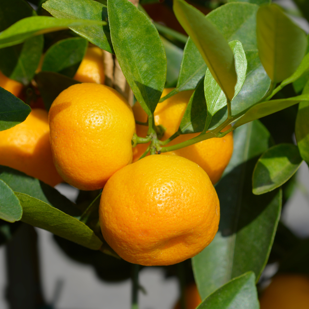 Calamondins bien mûrs sur un arbre dans un jardin ensoleillé