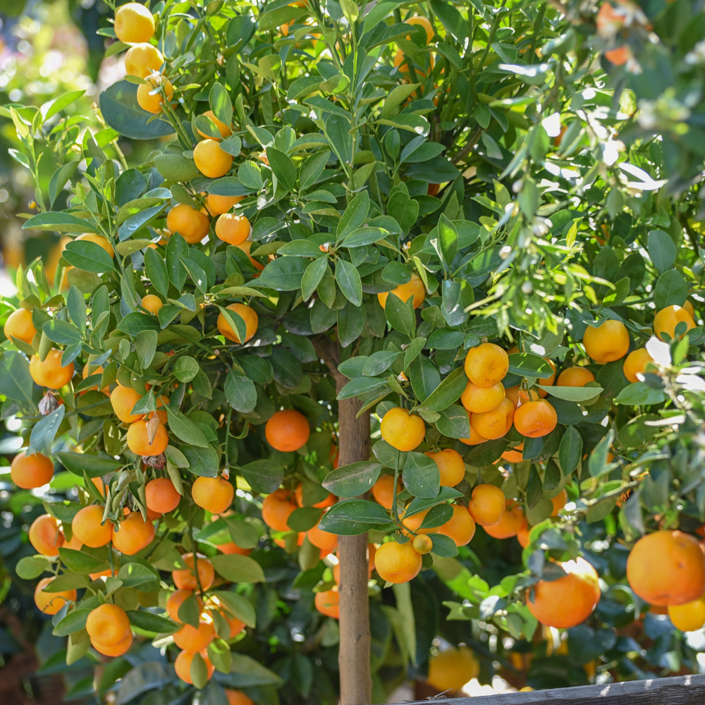 Calamondin planté dans un pot, produisant une abondance de petits fruits orange vif