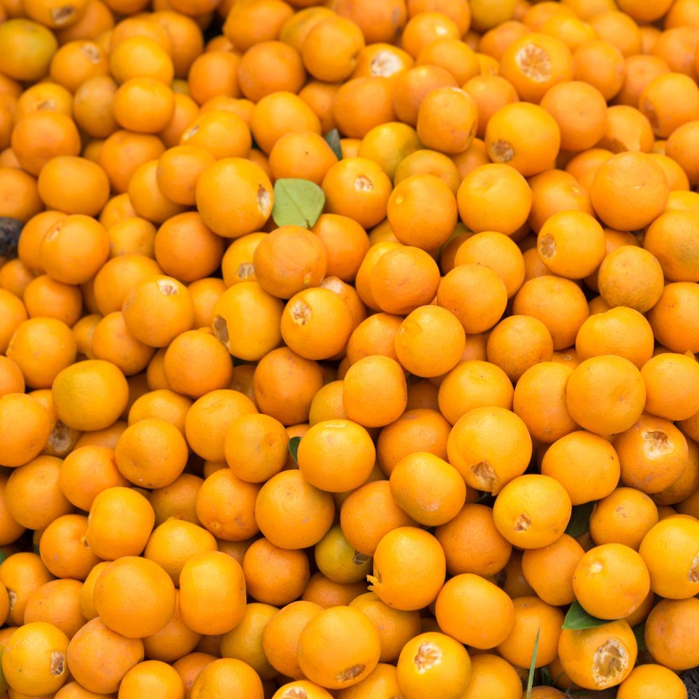 Récolte généreuse de calamondins fraîchement cueillis, parfaits pour des recettes acidulées