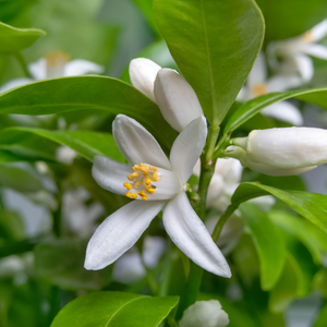 Calamondin en pleine floraison printanière, annonçant une récolte abondante de fruits