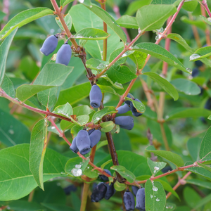 Camérisier planté dans un sol bien drainé, produisant une abondance de fruits sucrés et légèrement acidulés.
