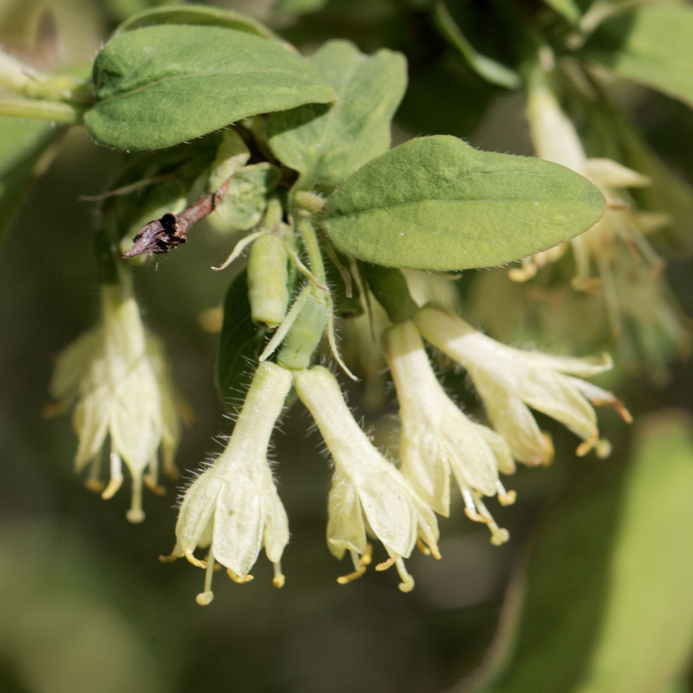 Camérisier en pleine floraison printanière, annonçant une récolte abondante de baies de mai savoureuses.