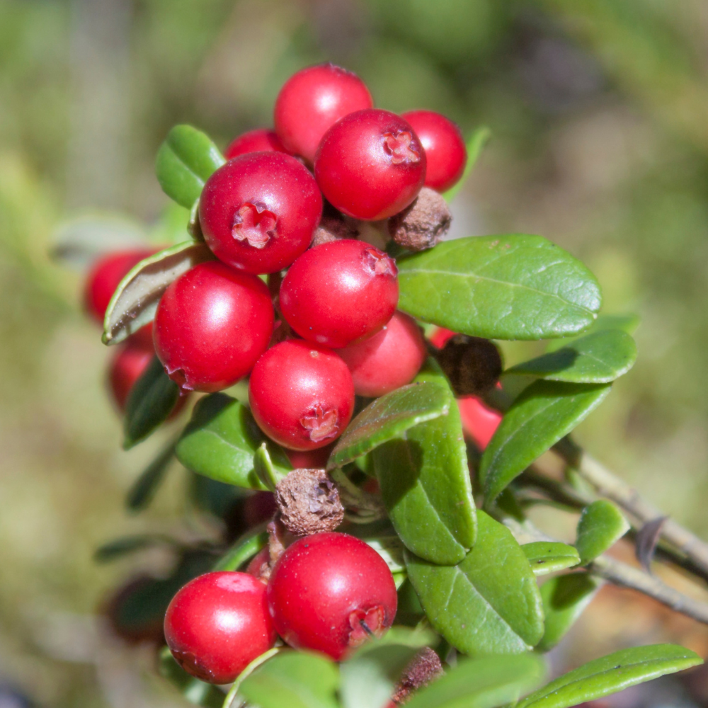 Canneberges Pilgrim bien mûres, d'un rouge vif et brillant, prêtes à être cueillies dans une tourbière ensoleillée, parfaites pour les fêtes de fin d’année.
