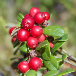 Canneberges Pilgrim bien mûres, d'un rouge vif et brillant, prêtes à être cueillies dans une tourbière ensoleillée, parfaites pour les fêtes de fin d’année.
