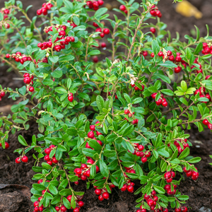 Canneberge Pilgrim plantée dans un sol acide et bien drainé, produisant des fruits légèrement acidulés, parfaits pour la consommation fraîche, en sauce ou en jus.
