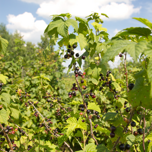 Casseiller Jostaberry planté dans un sol bien drainé, produisant une abondance de fruits noirs et rouges riches en vitamines.
