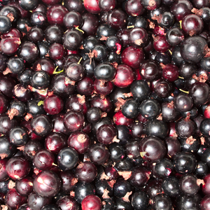 Récolte généreuse de baies de Jostaberry, mélange de groseille et de cassis, parfaites pour des confitures et des desserts.
