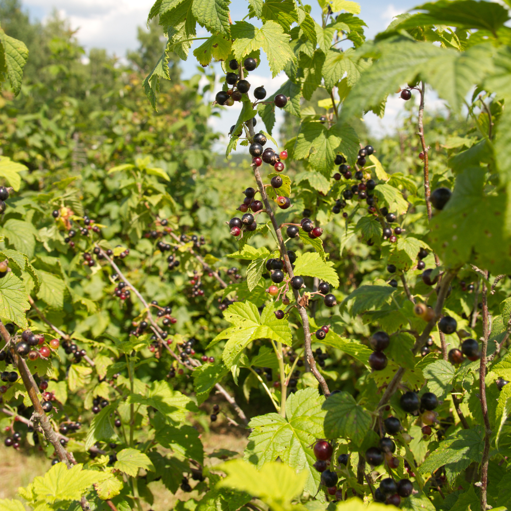 Magnifique casseillier (cassis-groseille) dans un jardin verdoyant et bien entretenu