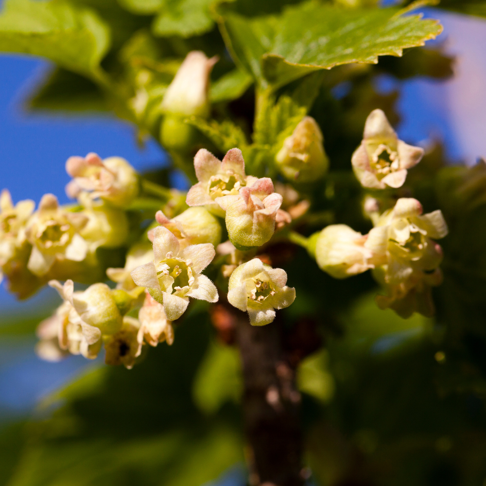 Casseillier en pleine floraison printanière, promettant une abondance de fruits