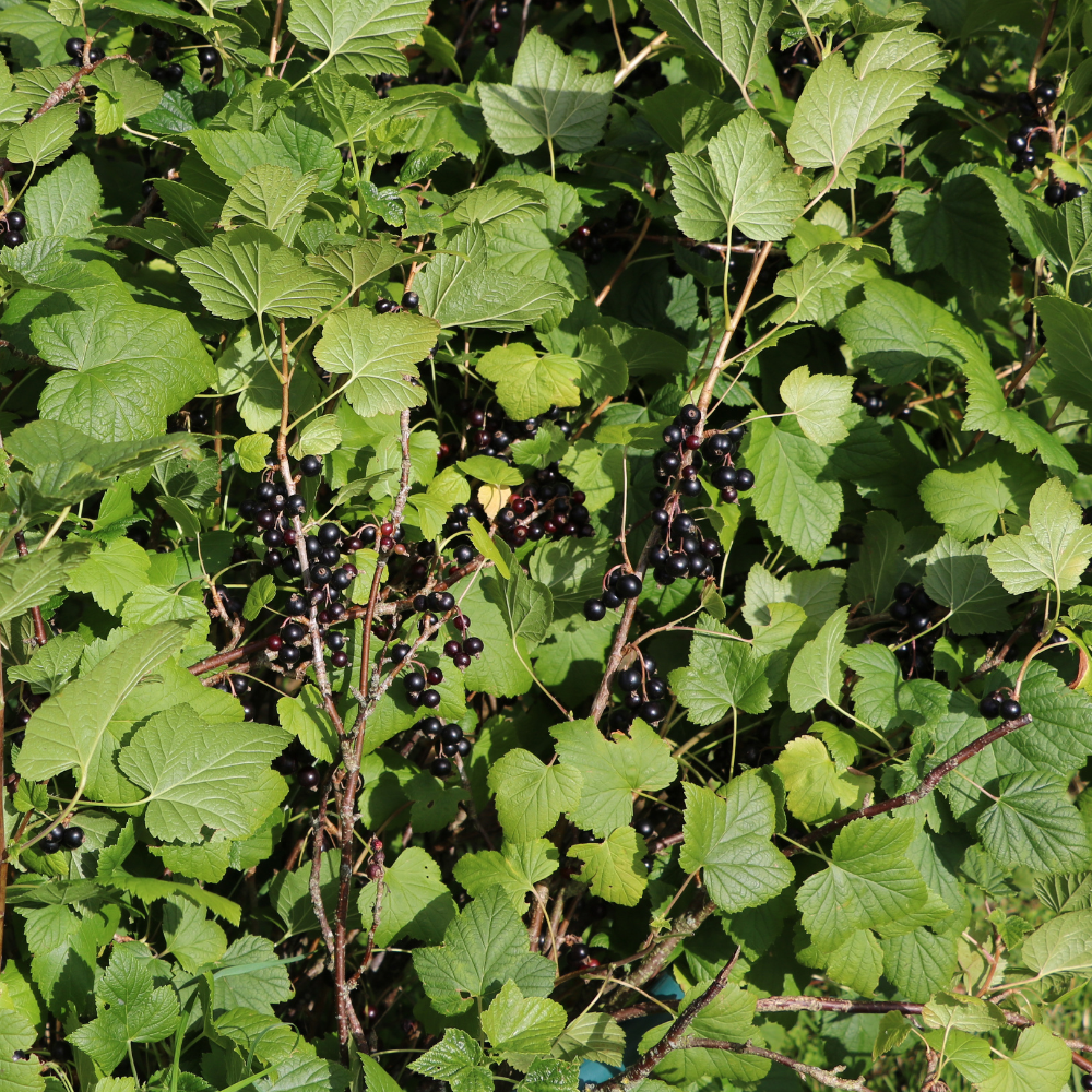 Superbe cassissier Andega dans un jardin luxuriant et bien entretenu