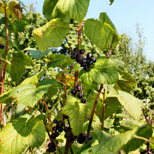 Majestueux cassissier Géant de Boskoop dans un jardin verdoyant et fertile