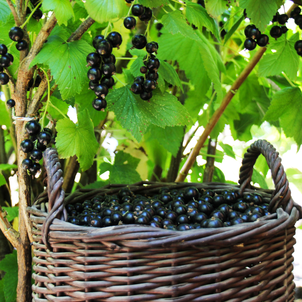 Récolte généreuse de cassis Géant de Boskoop fraîchement cueillis