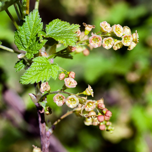 Cassissier Géant de Boskoop en pleine floraison printanière, promettant une abondance de fruits