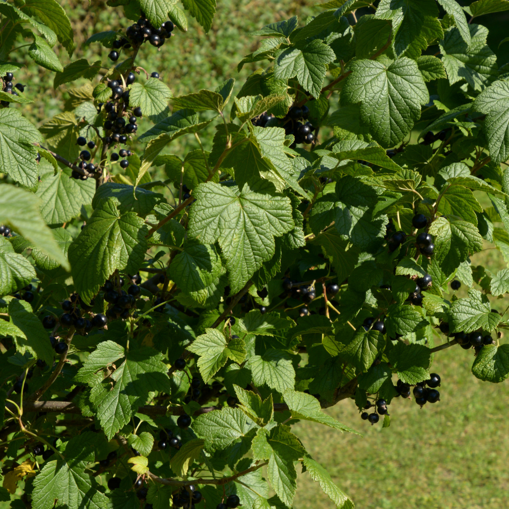 Superbe cassissier Noir de Bourgogne dans un jardin luxuriant et bien entretenu