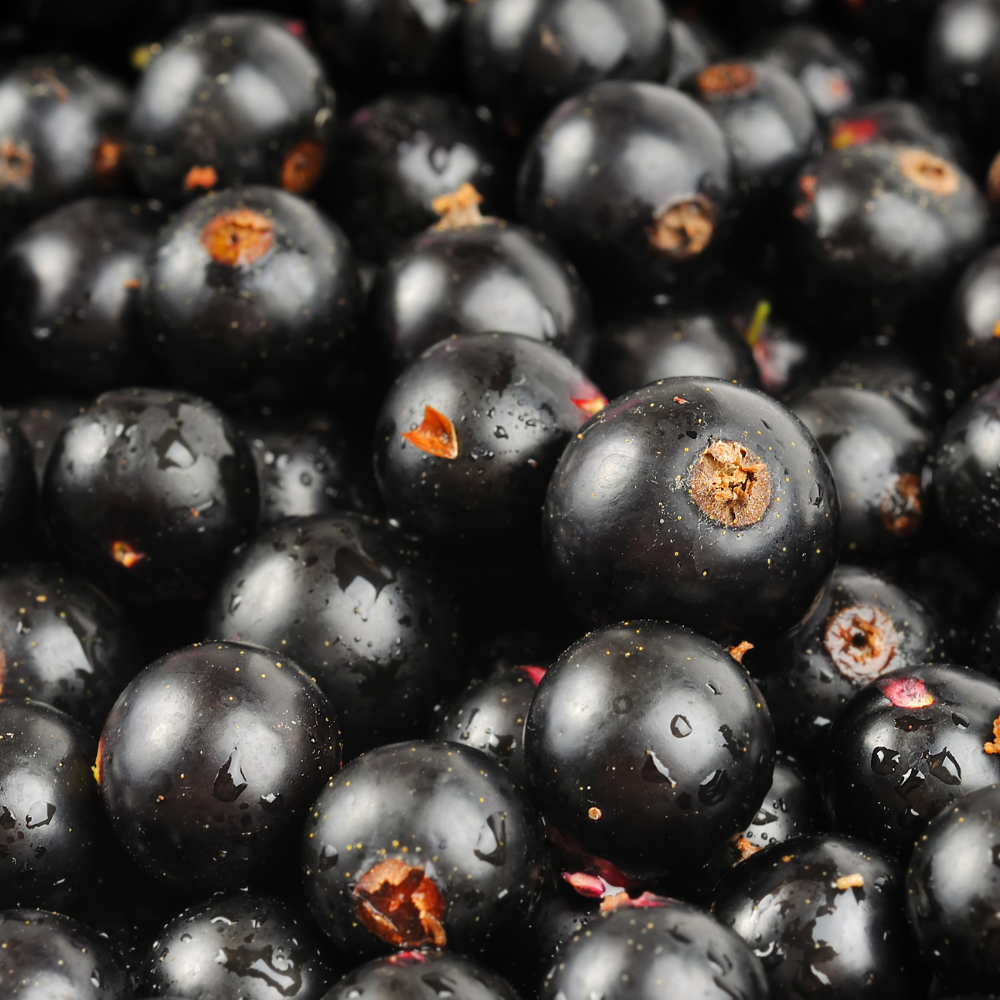 Récolte abondante de cassis Noir de Bourgogne fraîchement cueillis