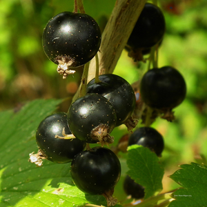 Baies de cassis Titania bien mûres sur un arbuste dans un jardin ensoleillé, prêtes à être cueillies.
