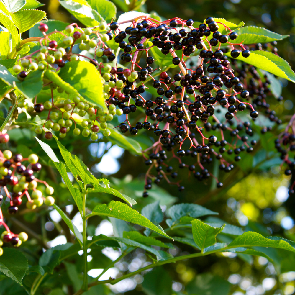 Cassissier Titania planté dans un sol bien drainé, produisant une abondance de baies noires riches en antioxydants.
