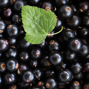 Récolte généreuse de cassis Titania fraîchement cueillis, parfaits pour des confitures, sirops et liqueurs maison.
