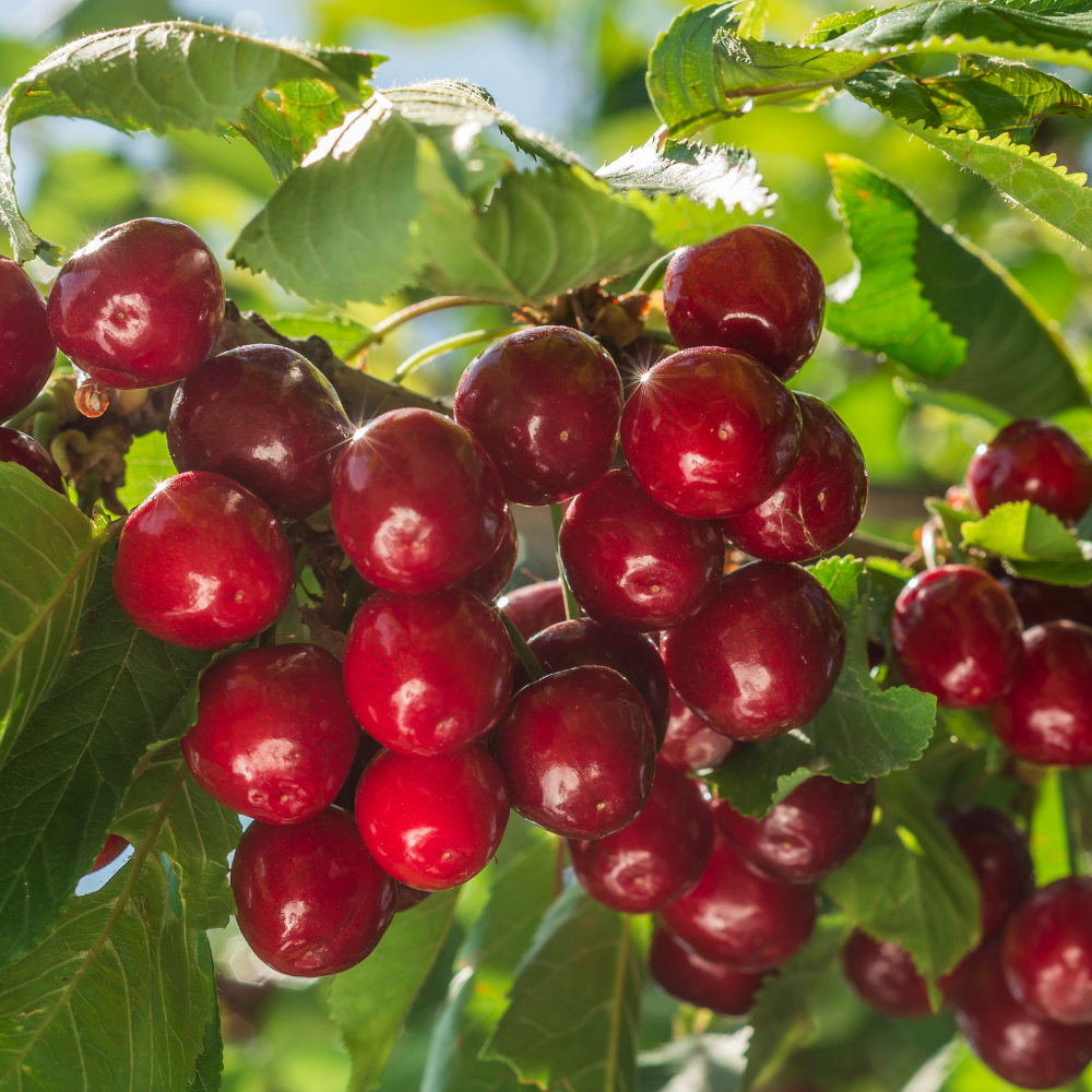 Cerises Bigarreau Hedelfingen mûres sur un arbre dans un verger ensoleillé