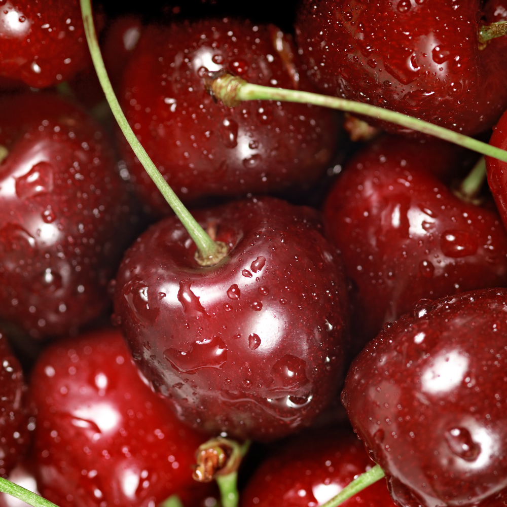 Récolte abondante de délicieuses cerises Bigarreau Hedelfingen fraîches