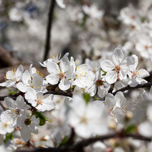 Cerisier Bigarreau Hedelfingen en pleine floraison au printemps