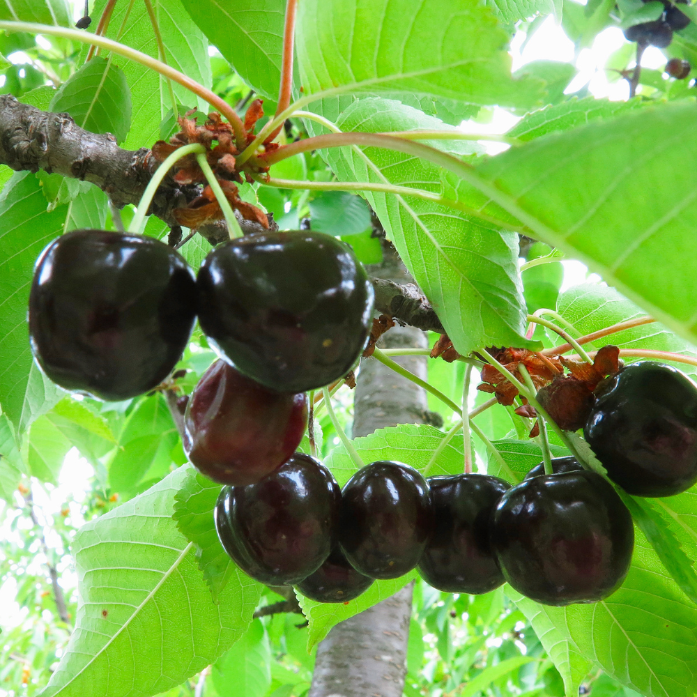 Cerises Bigarreau Moreau mûres sur un arbre dans un verger ensoleillé