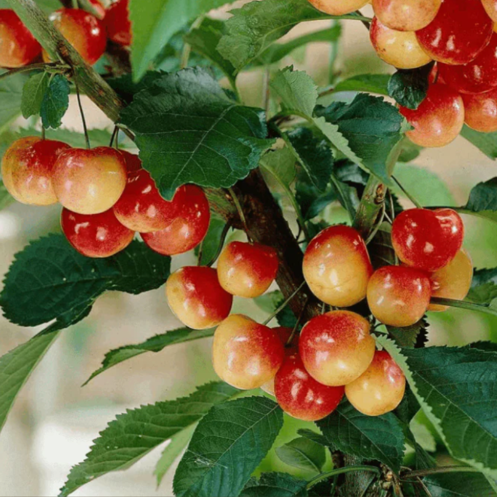 Cerises Napoléon mûres sur un arbre dans un verger ensoleillé