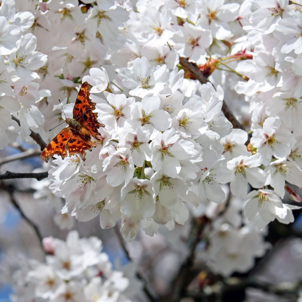 Cerisier Napoléon en pleine floraison au printemps