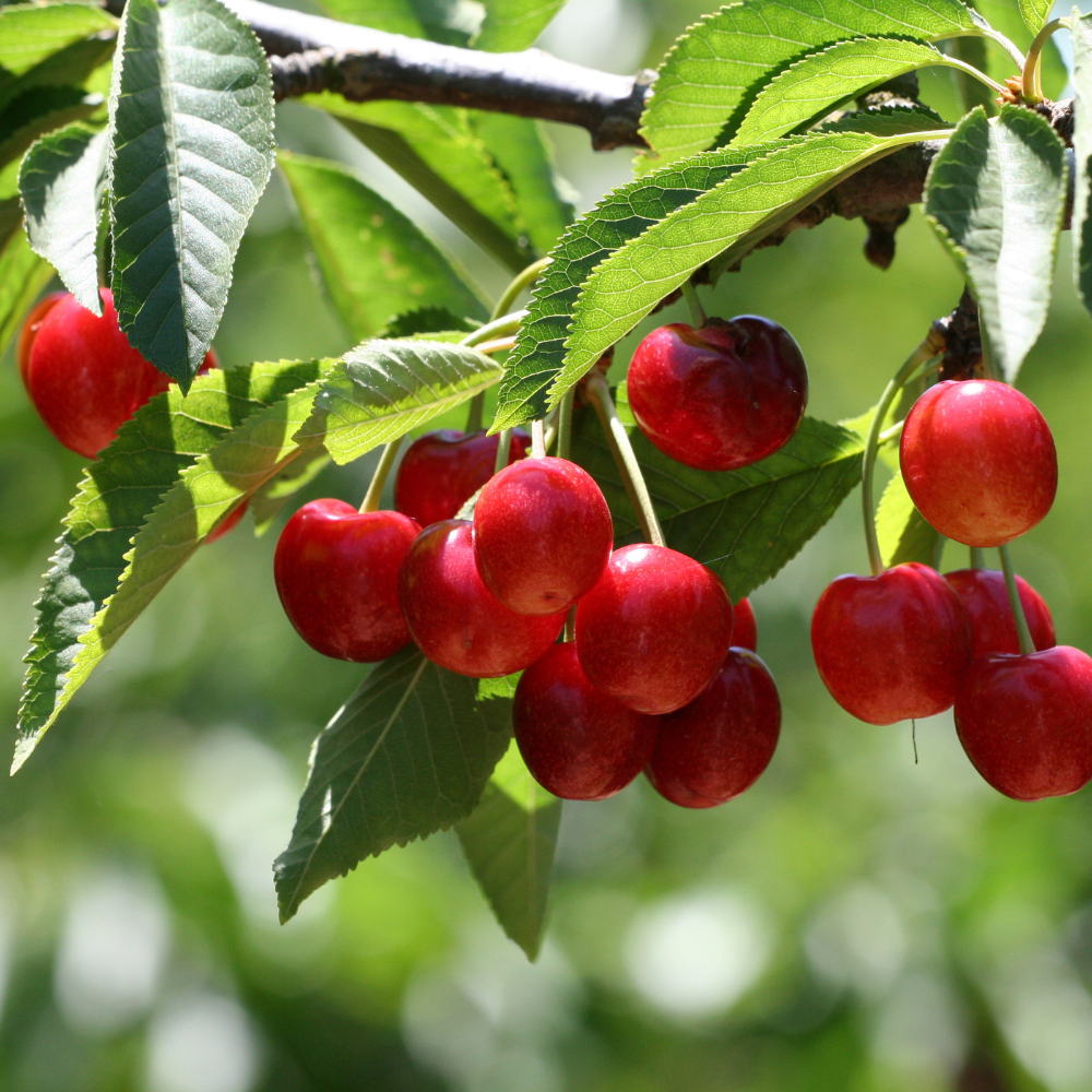 Cerises Bigarreau Summit mûres sur un arbre dans un verger ensoleillé