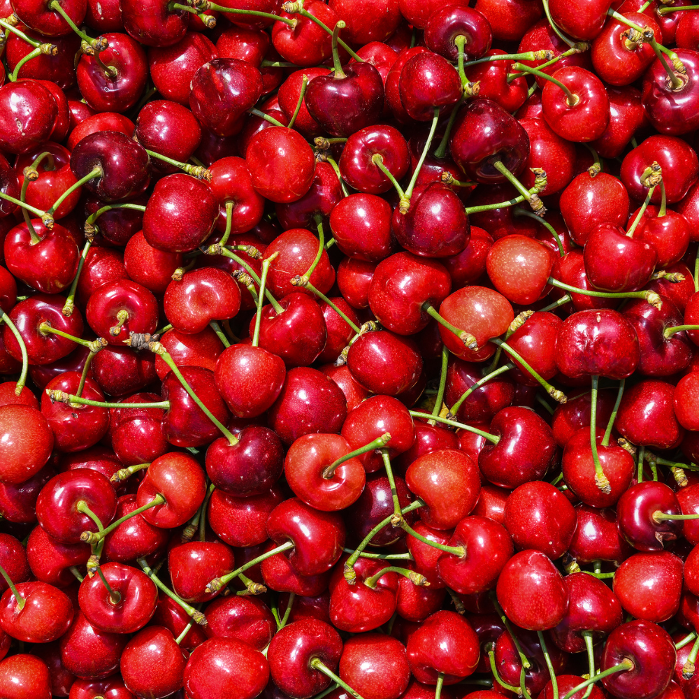 Récolte abondante de délicieuses cerises Bigarreau Summit fraîches