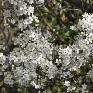 Cerisier Bigarreau Summit en fleur au printemps